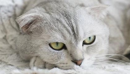 开云登录入口地址-张博源社媒分享访校明尼苏达大学日常,配文:M