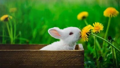 开云登录入口地址-【早报】2020不愧是你！圣诞节都没好消息